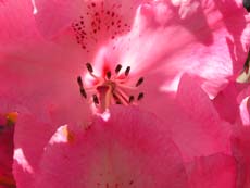 An extreme close-up of an azalea at the Mendocino BOtanical Gardens, 2004