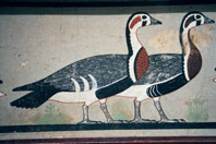 Egyptian Geese
