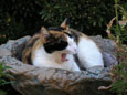 Marigold in a bird bath