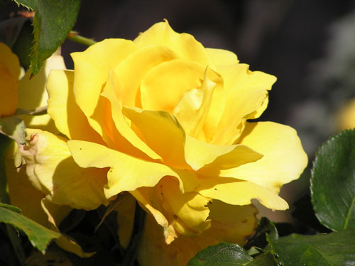 A yellow rose from my garden